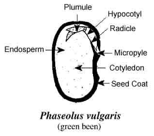 Backyard Gardener - What's in a Seed? - February 29, 2012