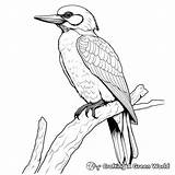 Woodpecker Coloring Pages  Free & Printable sketch template