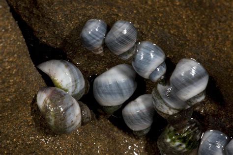 Blue Periwinkle - ClimateWatch Australia- Citizen Science App