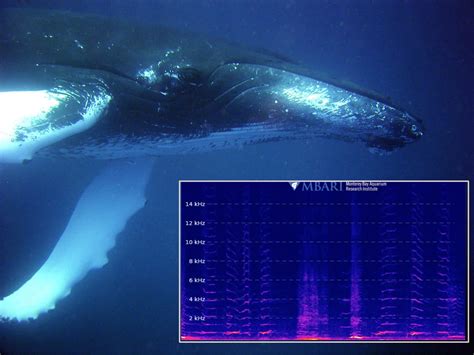 You Can Now Listen To A Livestream Of Whale Sounds 24/7 | Here & Now