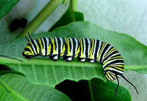 Baby Monarch Butterflies are Cute Caterpillars! | Baby Animal Zoo