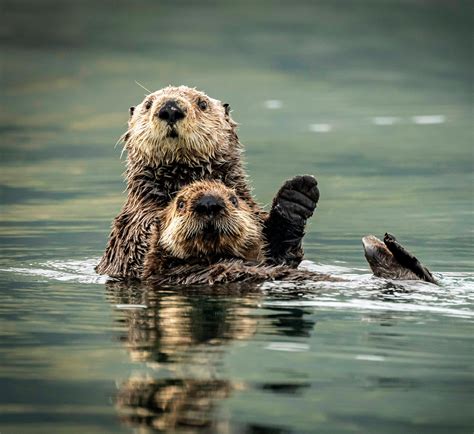 Otters can count on their friends to gain access to food - Earth.com