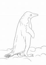 Adelie Penguin Coloring Page Az Pages Sketch sketch template
