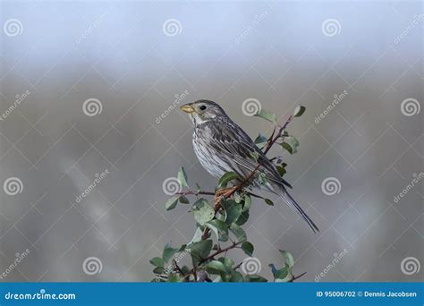 Corn Bunting Emberiza Calandra Stock Photo - Image of animal, bunting: 95006702