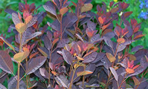 Cotinus coggygria 'Velvet Cloak' (Smokebush)