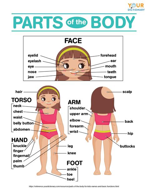 Parts Of The Body For Kids Names Basic Functions - vrogue.co