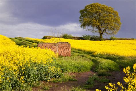 Rapeseed Fields in Rural England