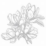 Magnolia Coloring Page  Pages Mimi Panda sketch template