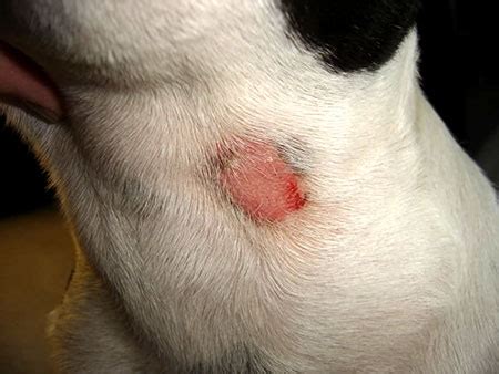 Ringworm in Dogs - Symptoms, Causes and Treatment | The Munch Zone