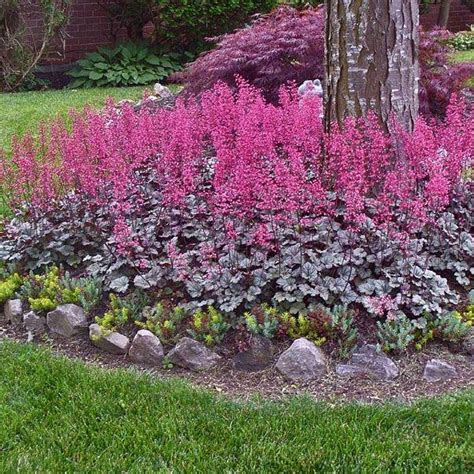 Hardy Perennial Flowers Zone 6 : Cold Hardy Perennials That Can ...