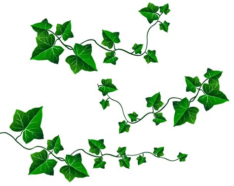 Leaf Vine Clip Art