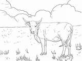 Longhorn Cattle Coloring Pages sketch template