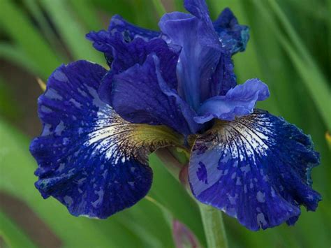 Growing Siberian Iris, Iris