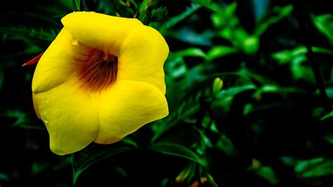 a beautiful yellow Allamanda cathartica flower 17102145 Stock Photo at Vecteezy