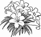 Lily Flower Coloring Pages PDF To Print  Coloringfoldercom sketch template