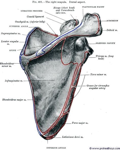 Scapula - Prohealthsys