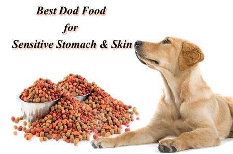 Best Dog Food for Sensitive Stomach and Skin [Top #10 Choices]