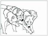 Wolves Pack Coloring Pages sketch template