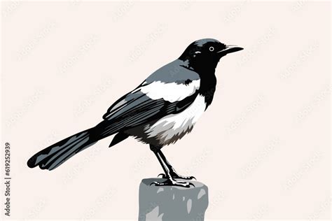 Hand-drawn cartoon Magpie flat art Illustrations in minimalist vector ...