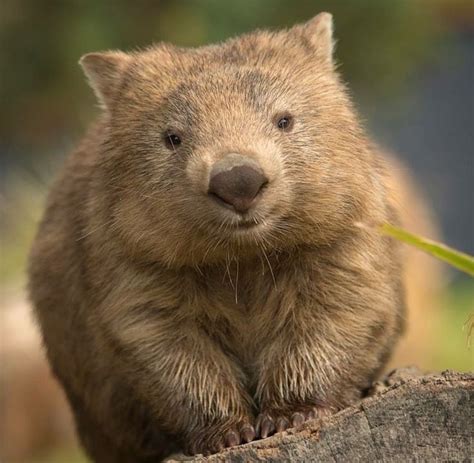 wombats wombat animal wombat wallpaper wombat drawing cute wombat wombat tattoo wombat aesthetic ...