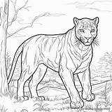 Black Panther Animal Coloring Pages  Free & Printable sketch template
