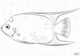 Queen Angelfish coloring Page  Free Printable Coloring Pages sketch template