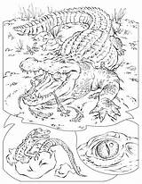 Free Printable Crocodile Coloring Pages For Kids sketch template