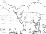 Longhorn Coloring Page sketch template