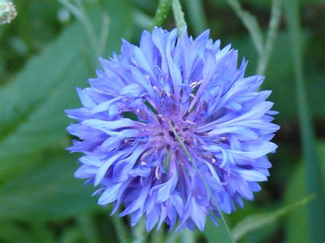 P1020189c Blue wildflower | One of the small blue wildflower… | Flickr