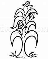 Corn Stalk Template Clipartmag Drawing Sketch Coloring Page sketch template