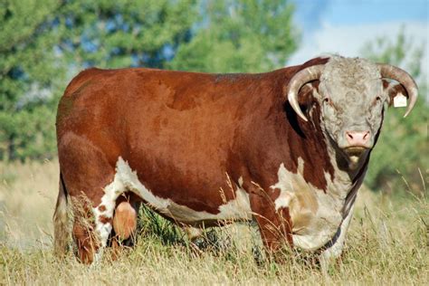 Unpredictable Herd Bulls - Ranching with Kids