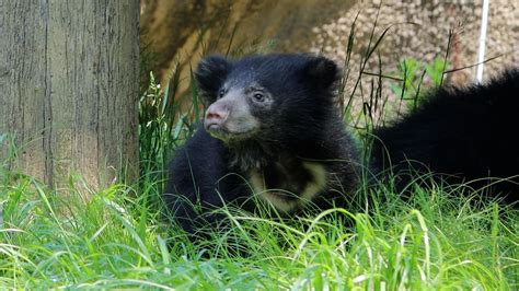 Sloth Bear Cubs