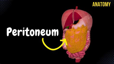 Peritoneum Anatomy Animation