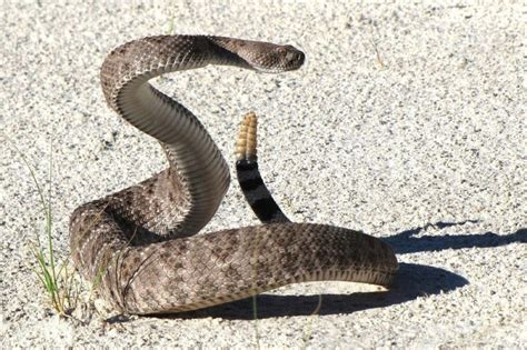 Video: What's Inside A Rattlesnake's Tail Rattle & How Does It Make Its ...