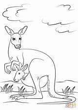 Cute Kangaroo with Baby In Pouch coloring Page  Free Printable sketch template