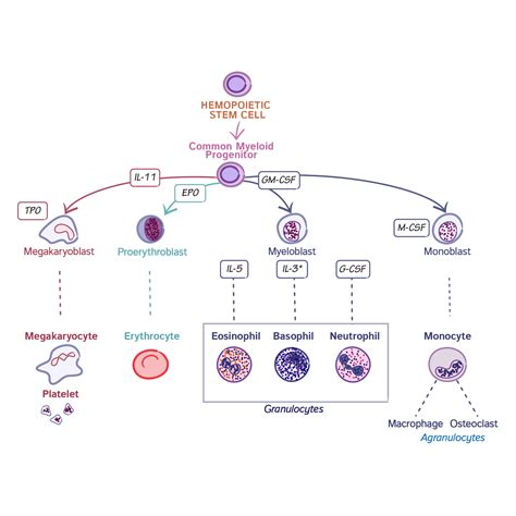 Histology Glossary: Common Myeloid Progenitor Cell Line | Draw It to ...