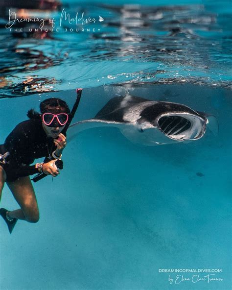 Diving & Snorkeling in Baa Atoll at Amilla Maldives. Diver Interview ...