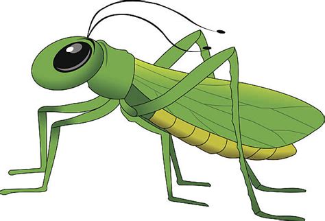 Cartoon Of A Large Green Grasshopper Illustrations, Royalty-Free Vector Graphics & Clip Art - iStock