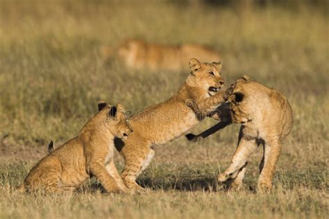 Lion yawn. stock image. Image of lion, stare, hunter, big5 - 5138447