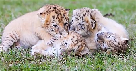 These Liger Cubs are SO Rare and SO Adorable – Animal Rescue Society