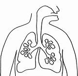 Lungs Coloring Page At GetColoringscom  Free Printable Colorings sketch template