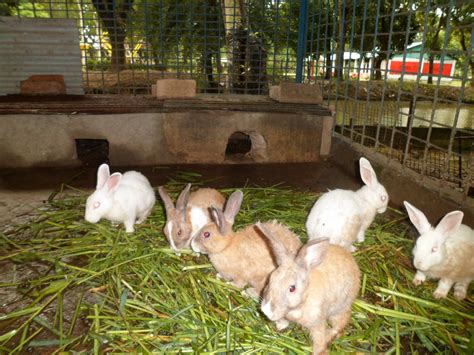 How To Raise Rabbits For Money In Your Farm