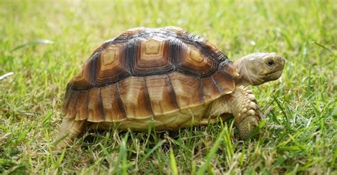 Desert Tortoise vs Sulcata Tortoise: What are the Differences?