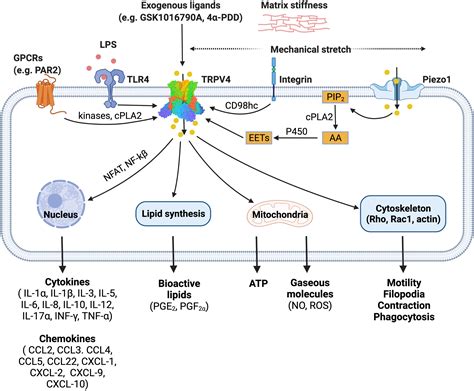 Frontiers | Diverse Roles of TRPV4 in Macrophages: A Need for Unbiased Profiling