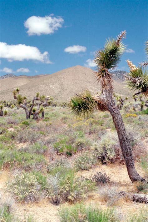 Photography of the Nevada Desert, Cactus, Wall Art, Home Deco, Fine Art ...