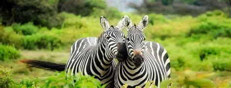 Best WildLife Sancturies In Goa For All Animal Lovers