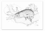 Brook Trout Sketches Sketch Coloring Page sketch template