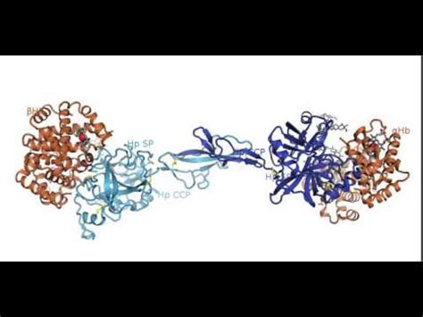 Structure of the Haptoglobin-Hemoglobin complex - YouTube