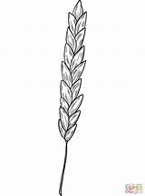Wheat coloring Page  Free Printable Coloring Pages sketch template