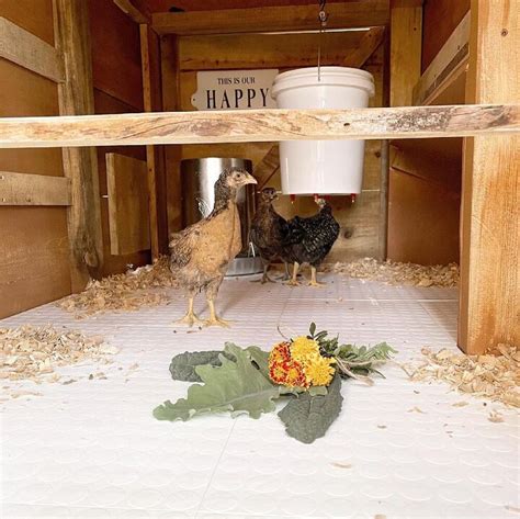 The Perfect Chicken Coop Floor | Hometalk